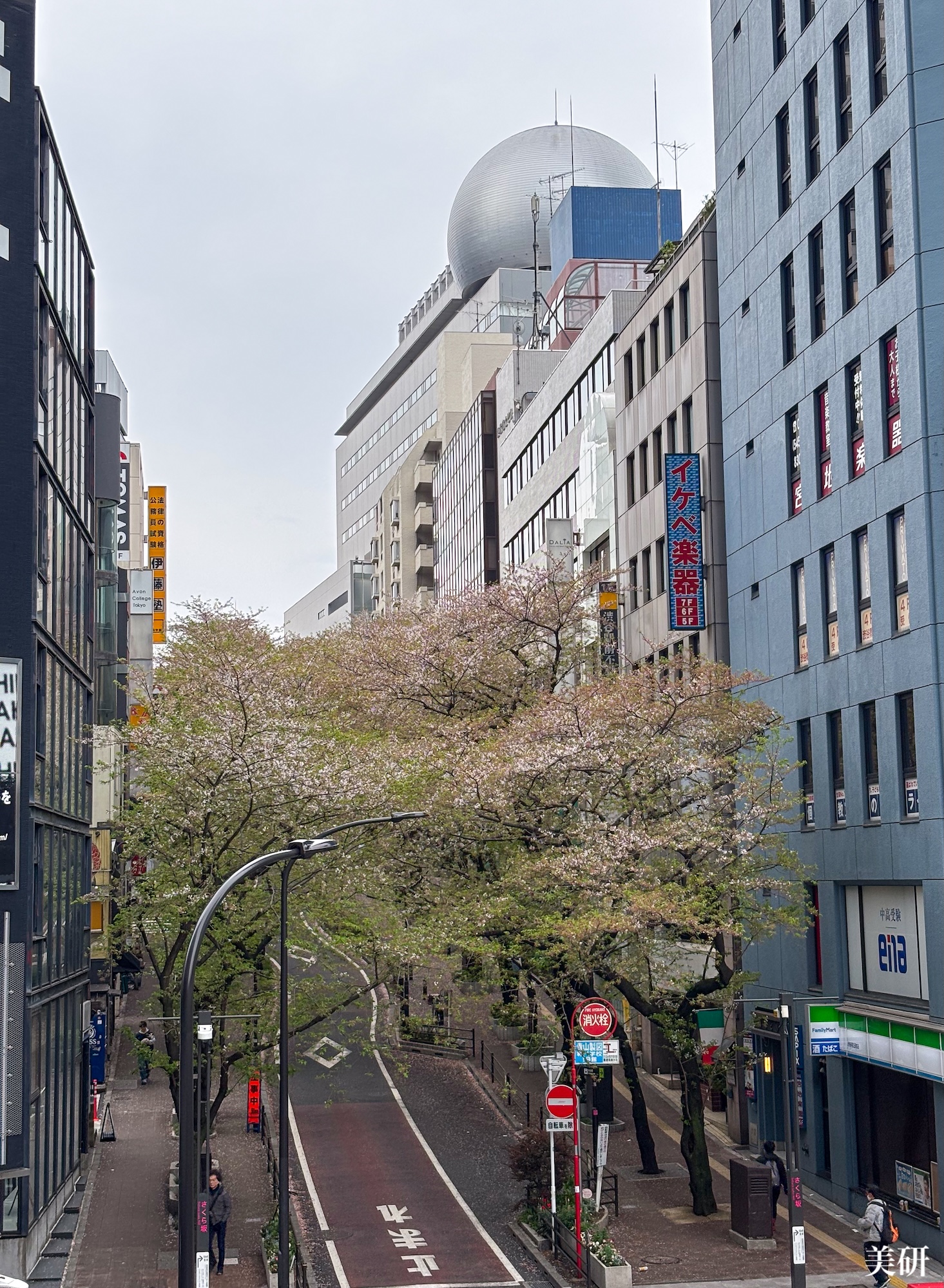 さくら坂（渋谷桜丘）の桜もすこしずつ葉桜へ。2025年4月13日。(C) 美研 (撮影：SHUN）